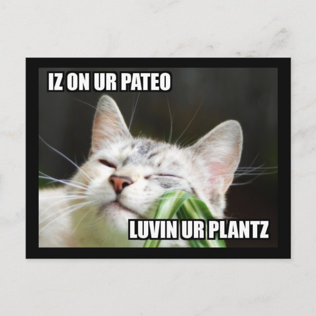 LOLCat Sassy Postcard (Front)