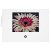 Lollipop Gerbera Cards (Back Horizontal)