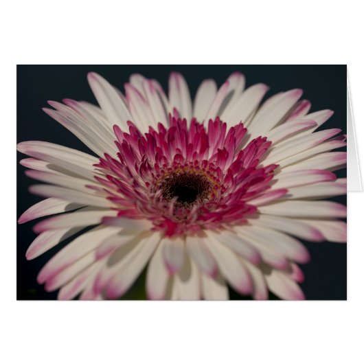 Lollipop Gerbera Cards (Front Horizontal)