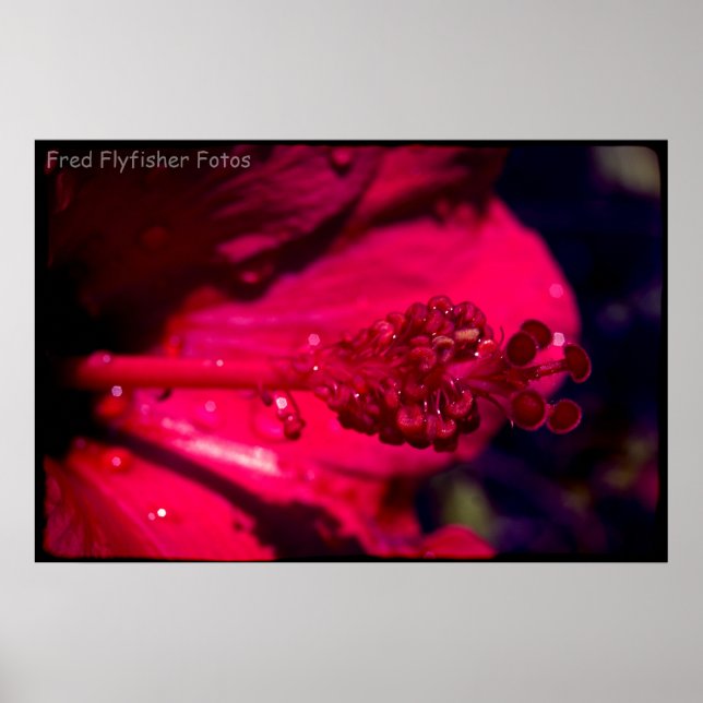 Lomo Hibiscus Poster (Front)