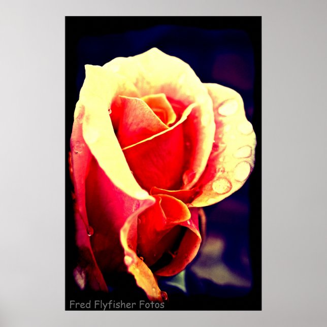 Lomo Rose Poster (Front)