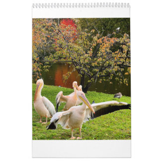 London Pelicans of St James's Park Calendar
