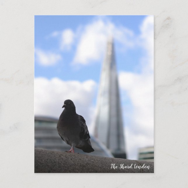 London Pigeon with View of the Shard in Backgroud Postcard (Front)