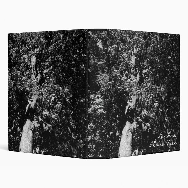 London Plane Tree 3 Ring Binder (Background)