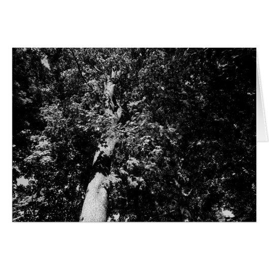 London Plane Tree B&W (Front Horizontal)