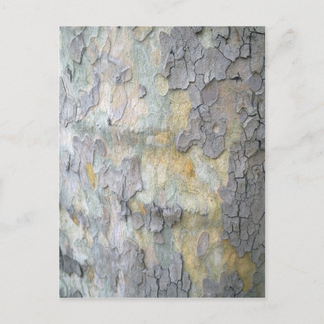 London Plane Tree Bark Postcard (Front)
