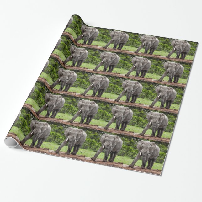 Lone African elephant bull. Wrapping Paper (Unrolled)