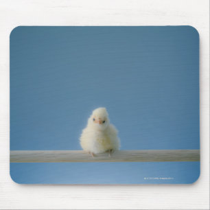 Lone Baby Pet Chicken Sitting on a Perch Mouse Pad