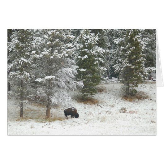 Lone Buffalo In Yellowstone Cards (Front Horizontal)