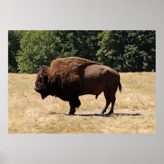 Lone Buffalo Poster (Front)