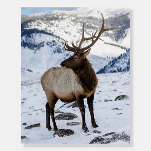 Lone Bull Elk in Snow Yellowstone National Park Foam Board