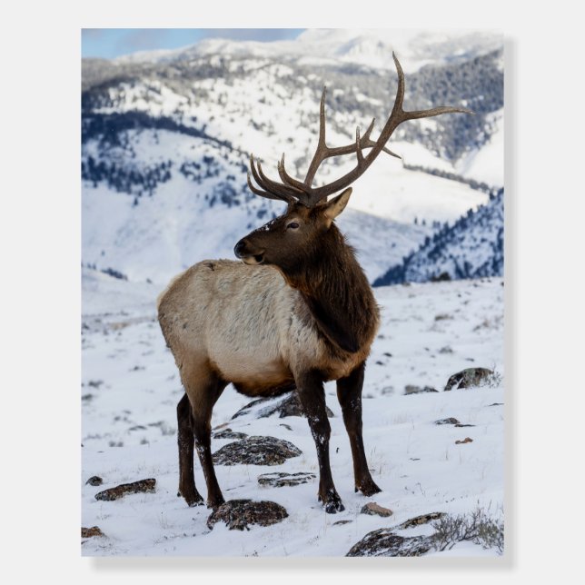 Lone Bull Elk in Snow | Yellowstone National Park Foam Board (Front)