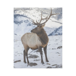 Lone Bull Elk in Snow Yellowstone National Park Gallery Wrap