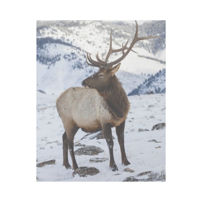 Lone Bull Elk in Snow | Yellowstone National Park Gallery Wrap (Front)
