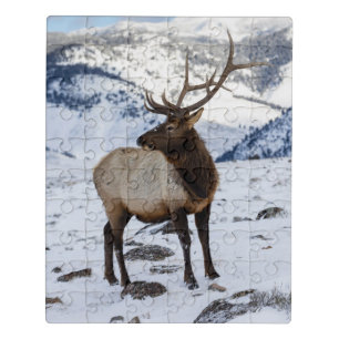 Lone Bull Elk in Snow   Yellowstone National Park Jigsaw Puzzle