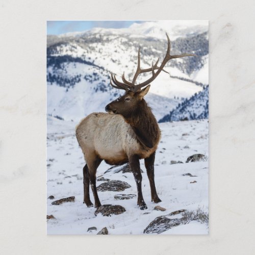 Lone Bull Elk in Snow  Yellowstone National Park Postcard