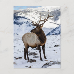 Lone Bull Elk in Snow   Yellowstone National Park Postcard