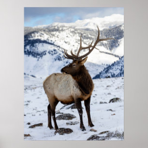 Lone Bull Elk in Snow Yellowstone National Park Poster