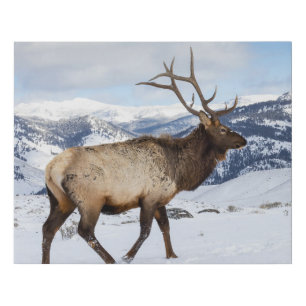 Lone Bull Elk Yellowstone National Park Faux Canvas Print