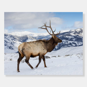 Lone Bull Elk Yellowstone National Park Foam Board