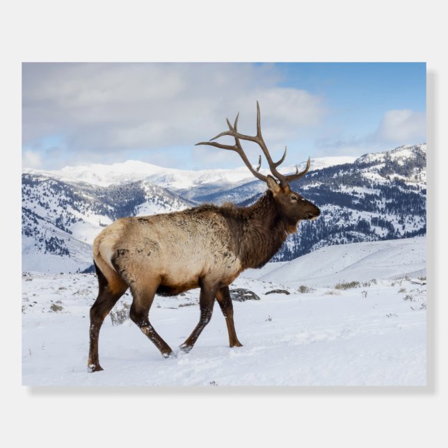 Lone Bull Elk | Yellowstone National Park Foam Board (Front)