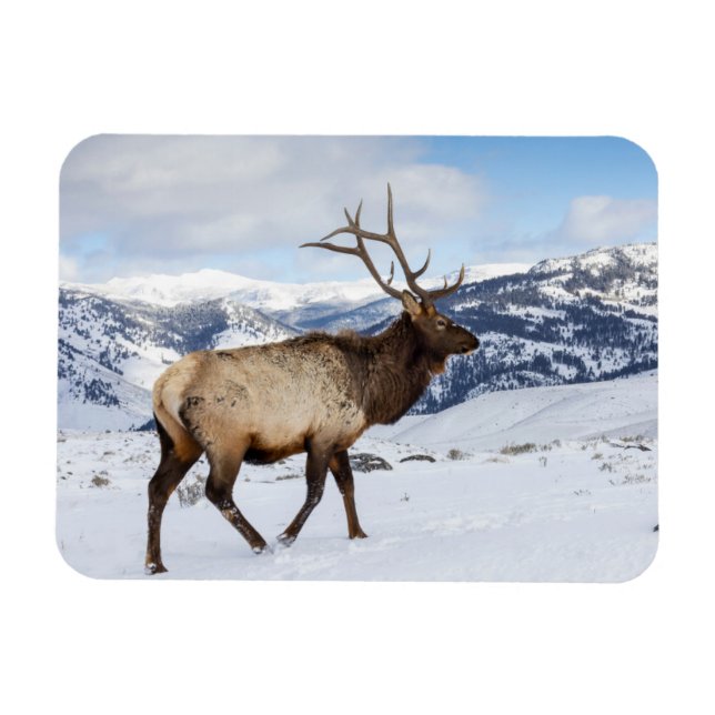 Lone Bull Elk | Yellowstone National Park Magnet (Horizontal)