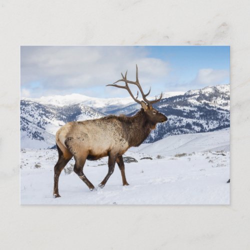 Lone Bull Elk  Yellowstone National Park Postcard