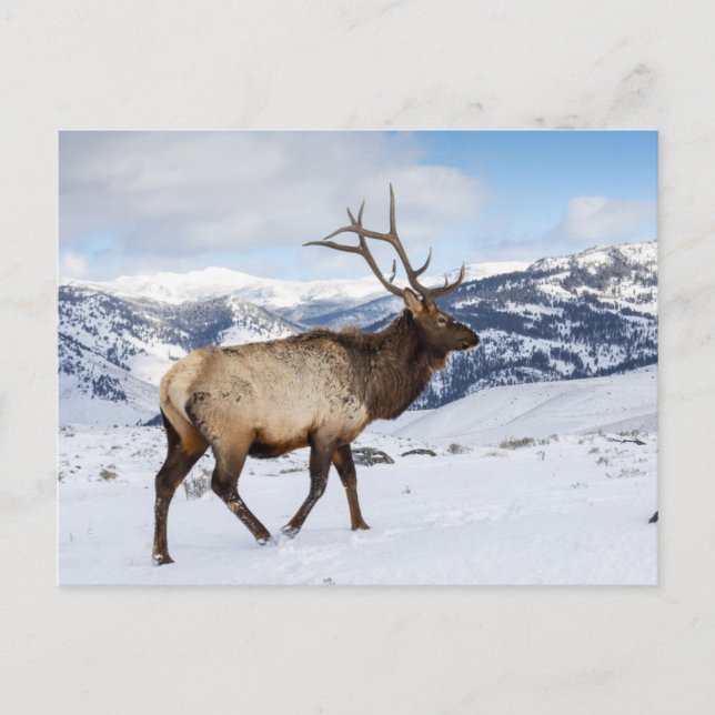 Lone Bull Elk | Yellowstone National Park Postcard (Front)