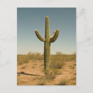 Lone Cactus Postcard