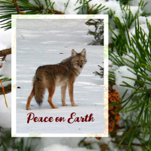 Lone Coyote in Snow, Peace on Earth Postcard