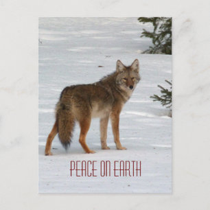 Lone Coyote in Snow Postcard