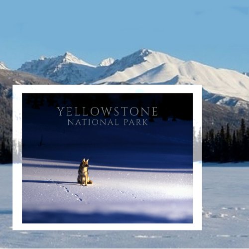 Lone Coyote in Snow Yellowstone National Park Postcard