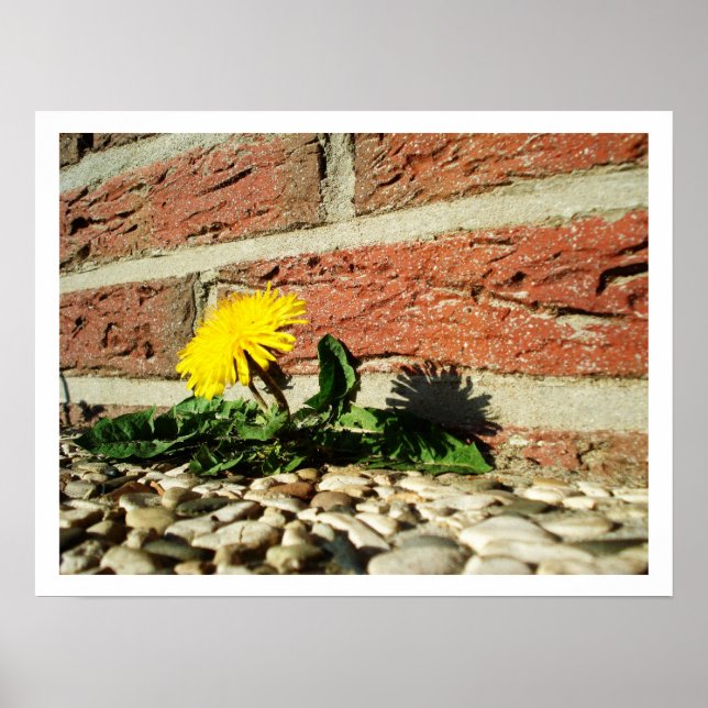 Lone Dandelion Poster (Front)