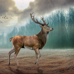 Lone Deer In Misty Forest Car Floor Mat