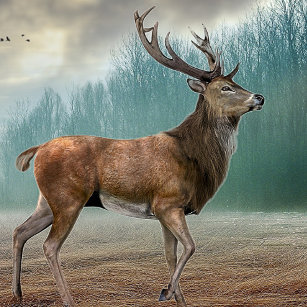 Lone Deer In Misty Forest        Magnet