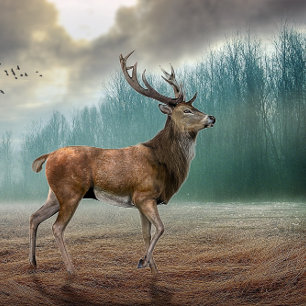 Lone Deer In Misty Forest Scarf