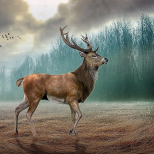 Lone Deer In Misty Forest  Scarf