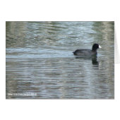 Lone Duck II (Front Horizontal)