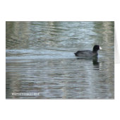 Lone Duck II (Front Horizontal)