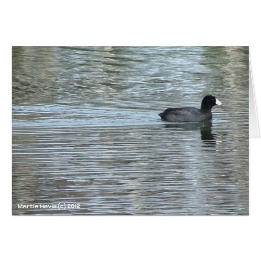 Lone Duck II Cards (Front Horizontal)