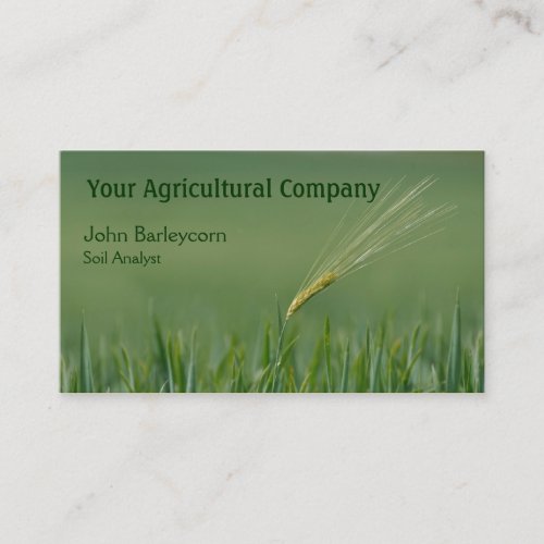 Lone ear of barley in a field business card