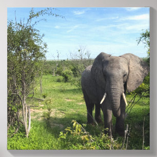 Lone Elephant Canvas Photo Tile