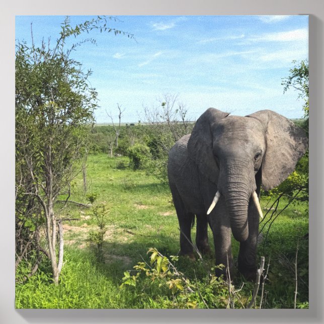 Lone Elephant Canvas Photo Tile (Front Set)