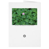 Lone Geranium (Back)