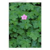 Lone Geranium (Front)