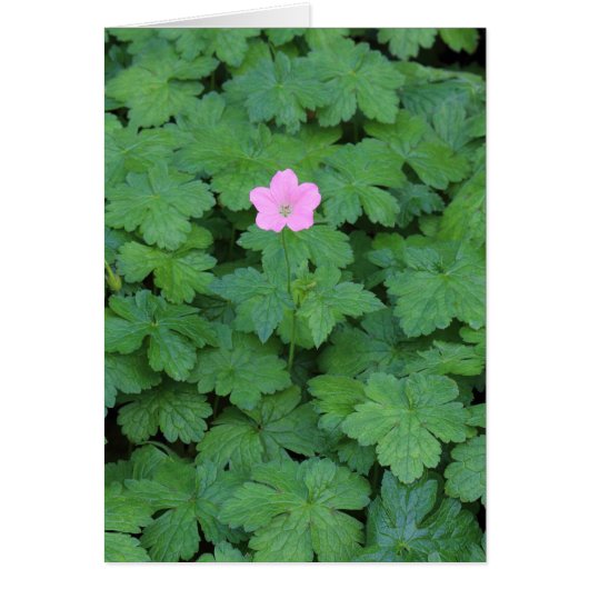 Lone Geranium (Front)