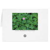 Lone Geranium (Back Horizontal)