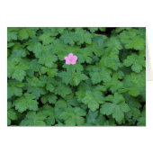 Lone Geranium (Front Horizontal)
