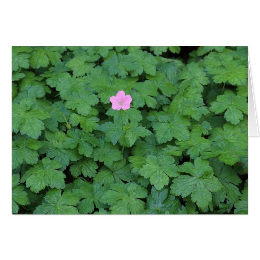 Lone Geranium (Front Horizontal)