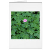 Lone Geranium (Front)